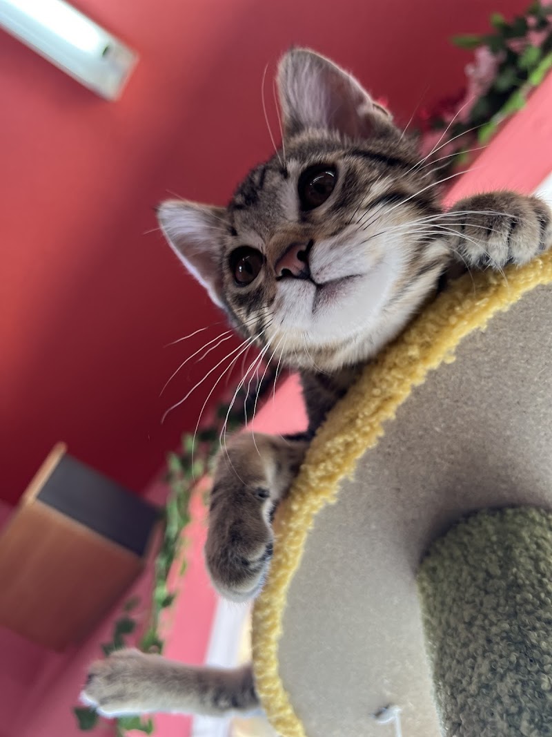 Little Bean's Cat Cafe photo 5