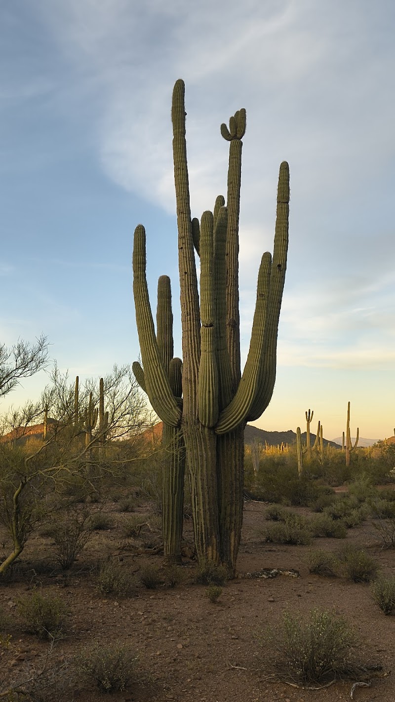 Marana Chamber of Commerce & Visitor Information Center photo 4