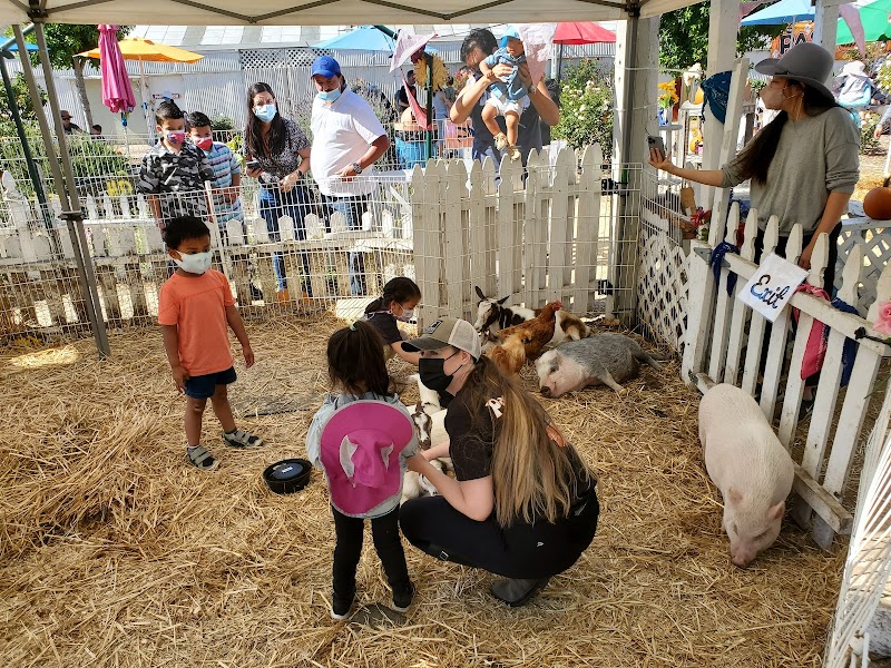 Pastorino's Pumpkin Farm photo 5