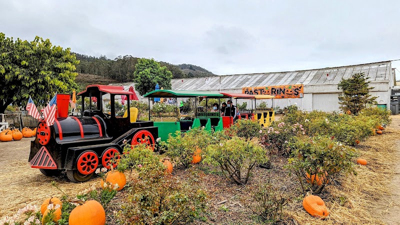 Pastorino's Pumpkin Farm photo 4