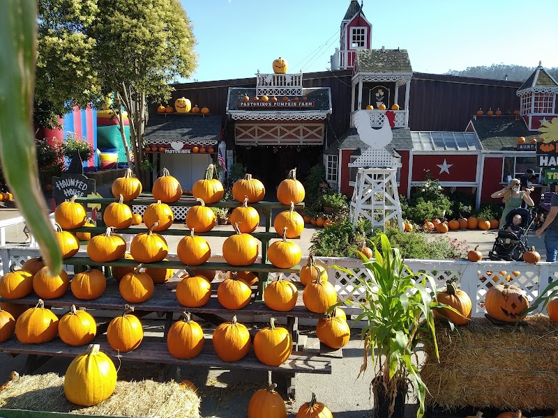 Pastorino's Pumpkin Farm photo 3