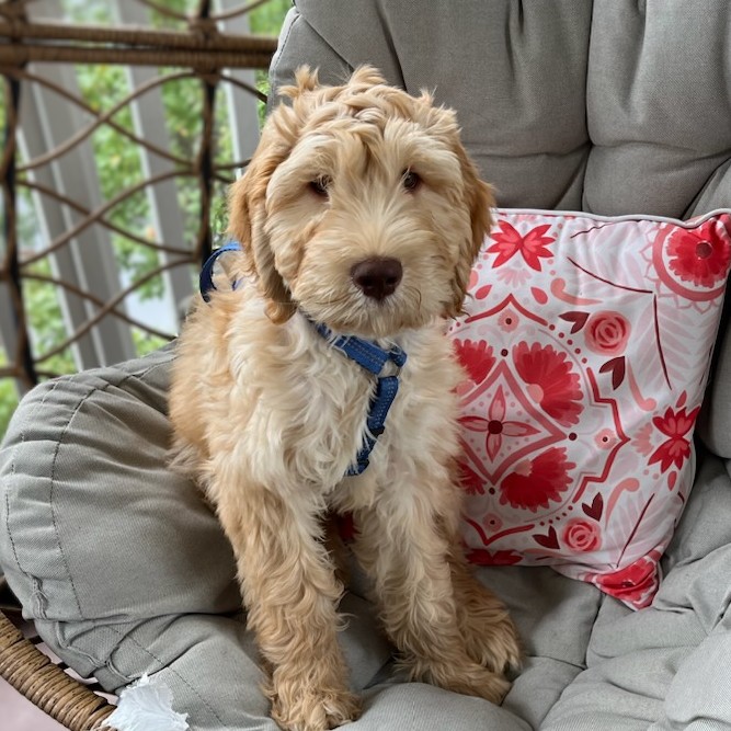 Photo of Pemberley House Australian Labradoodles
