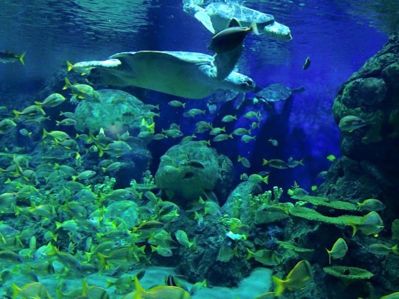 Photo of Freshwater Aquarium