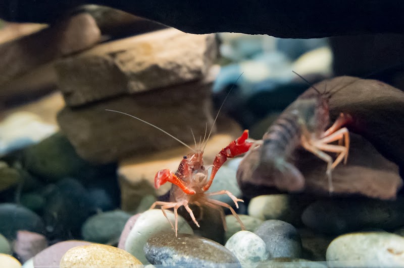 Freshwater Aquarium photo 5