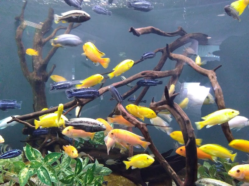 Freshwater Aquarium photo 4