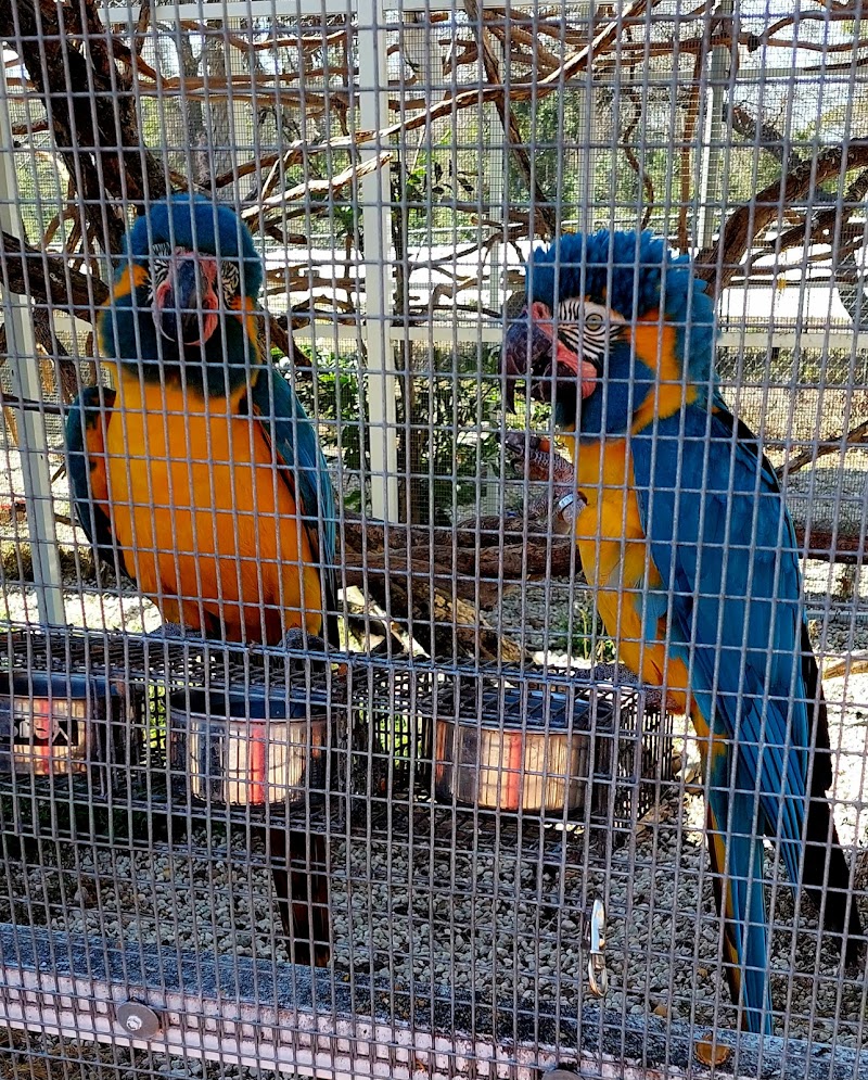 Florida Exotic Bird Sanctuary Inc. photo 2