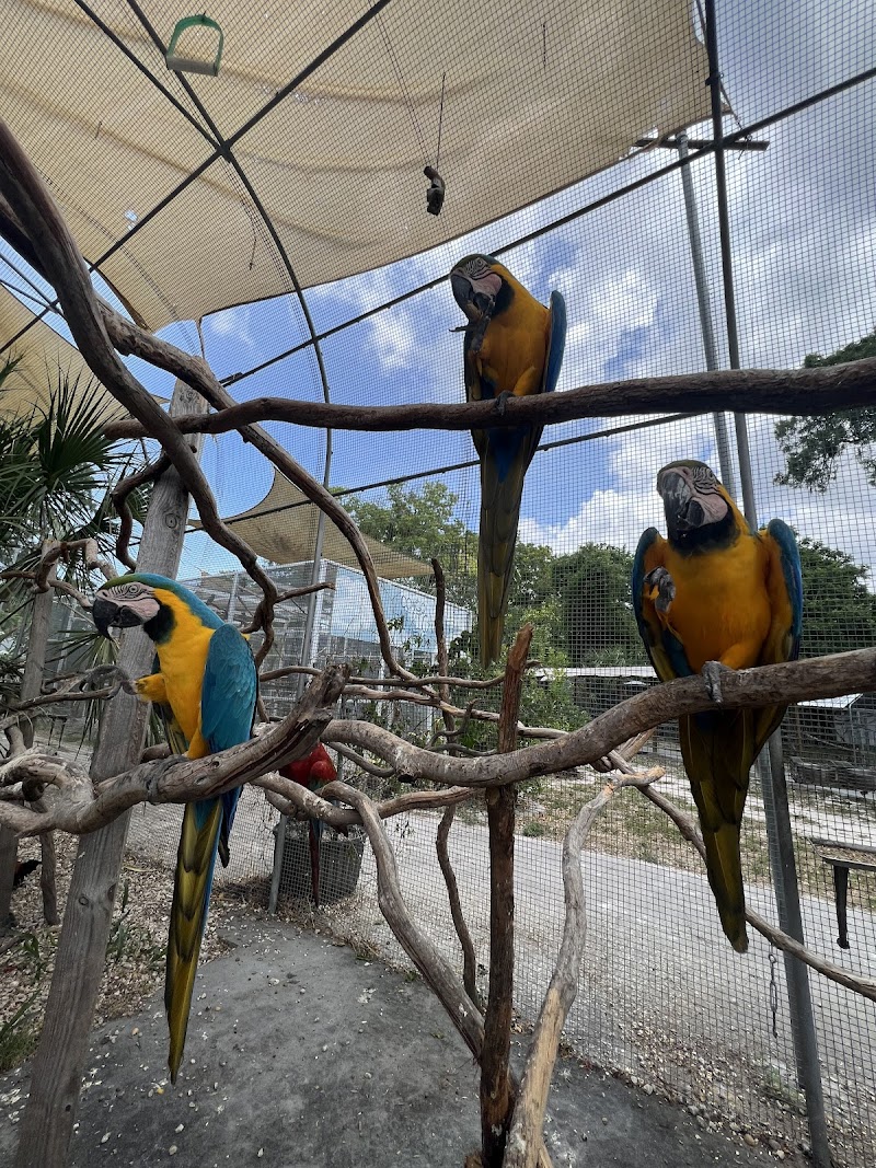 Florida Exotic Bird Sanctuary Inc. photo 4