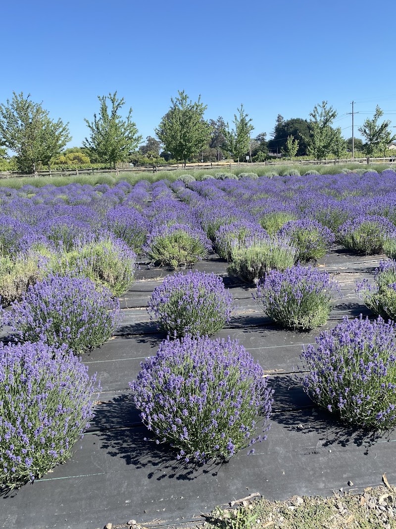 Charsaw Farms Lavender and Herbs photo 4