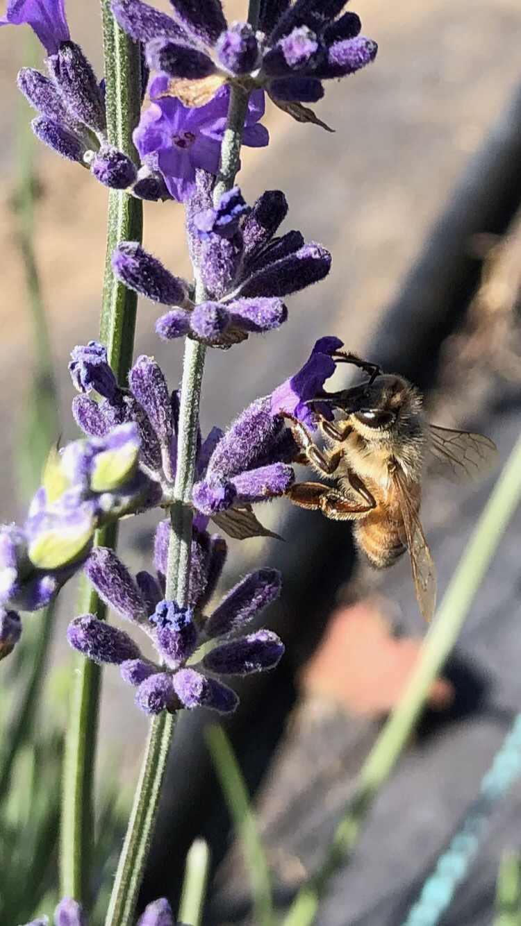 Photo of Charsaw Farms Lavender and Herbs