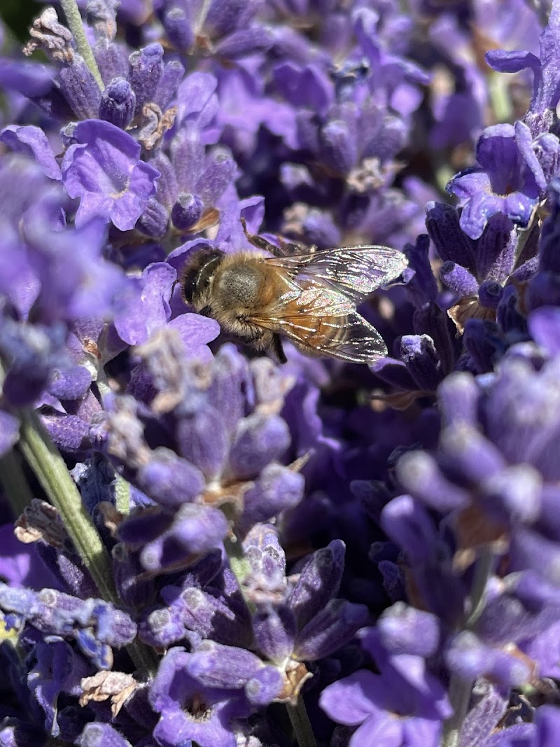 Charsaw Farms Lavender and Herbs photo 5