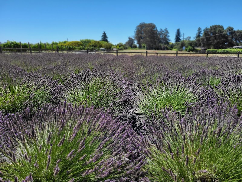 Charsaw Farms Lavender and Herbs photo 2