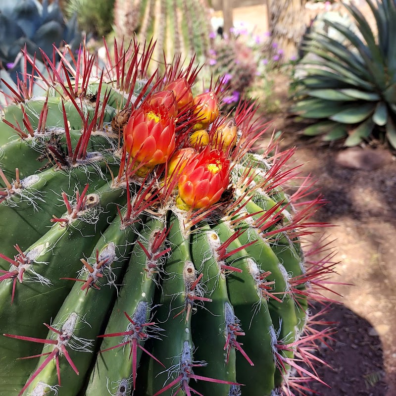 Boyce Thompson Arboretum photo 4