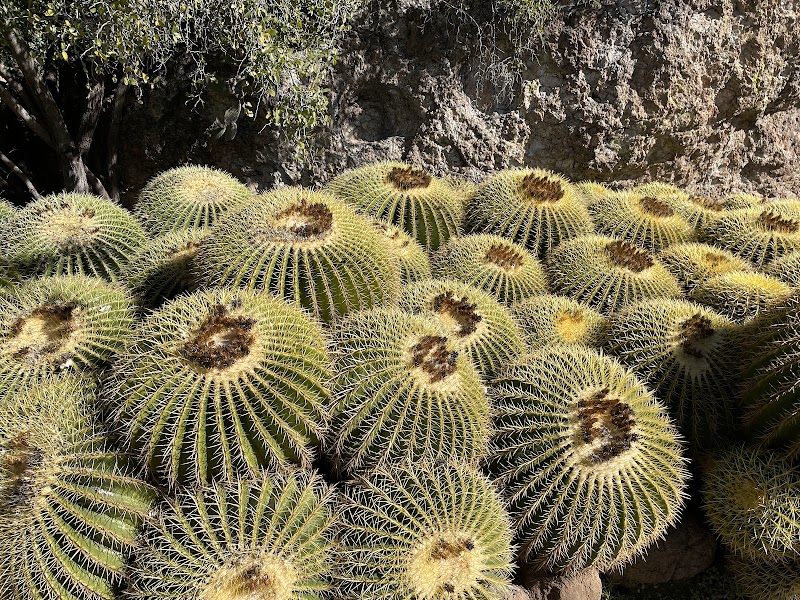 Boyce Thompson Arboretum photo 2