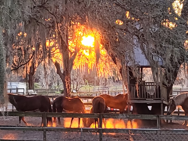 Miracle Equestrian LLC photo 3