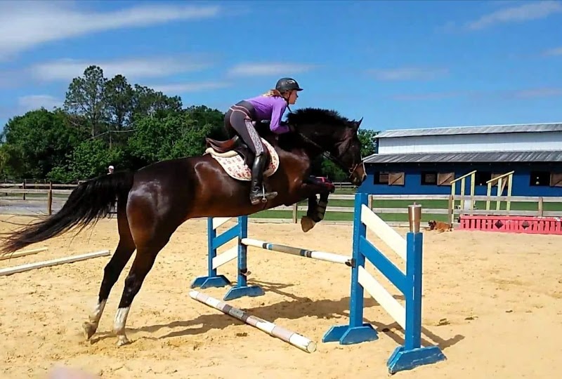 Miracle Equestrian LLC photo 5