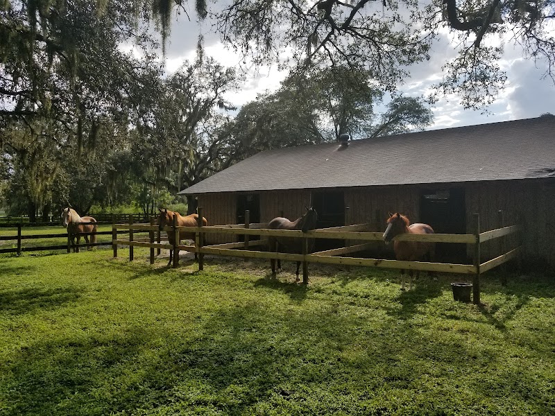 Miracle Equestrian LLC photo 4