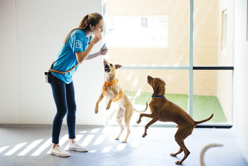 Photo of Dogtopia of Palm Harbor