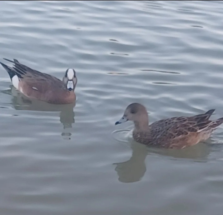 Surprise Lake photo 2