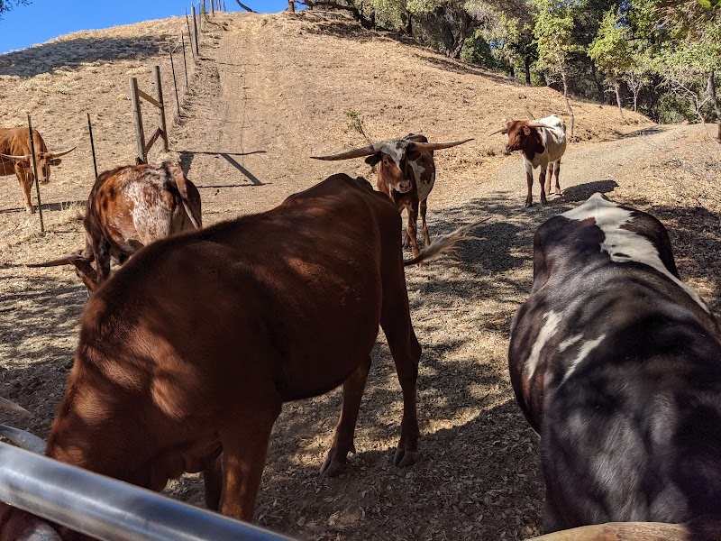 Mean Time Ranch photo 2