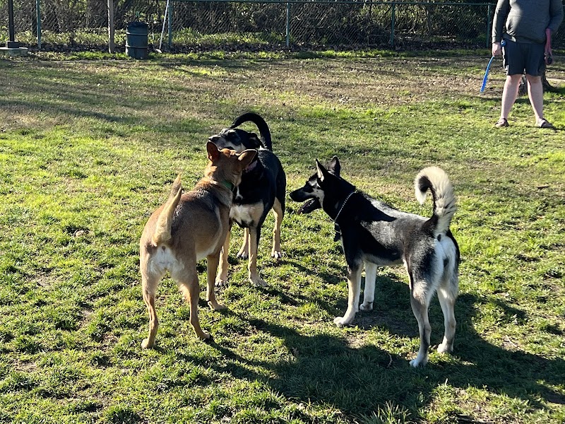 Toad Hollow Dog Park photo 5