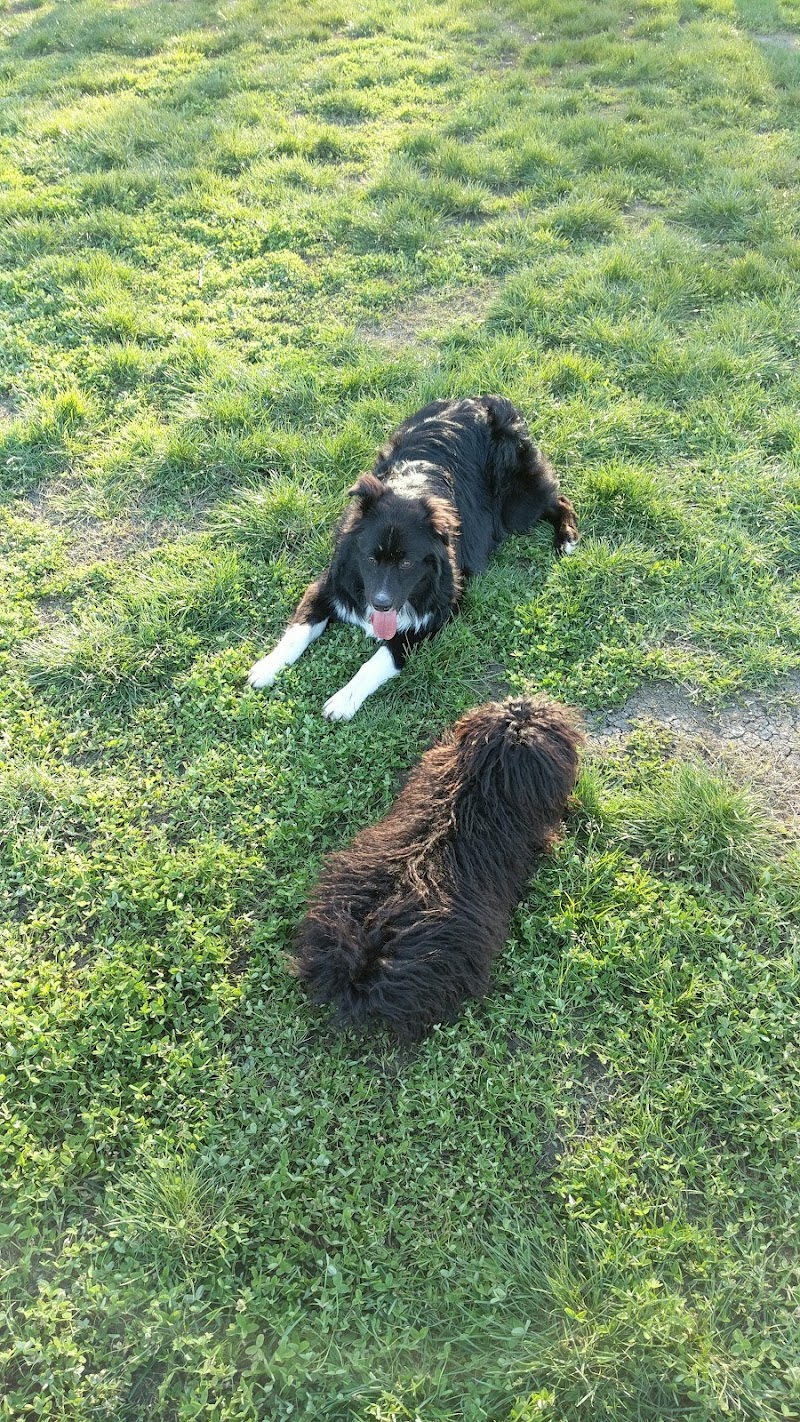 Toad Hollow Dog Park photo 4