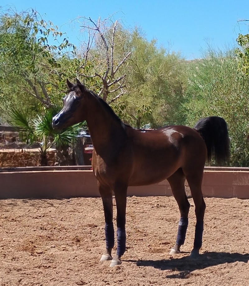 Photo of Arabians International