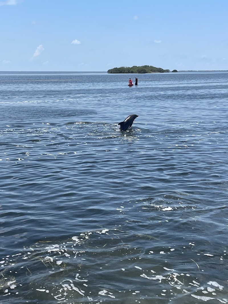 Gulf Coast Boat Tours Tarpon Springs & Clearwater Beach photo 4