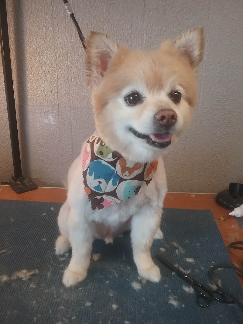 Happy Tails Pet Grooming photo 5
