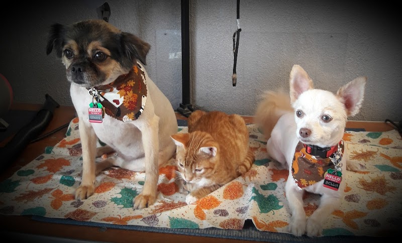Happy Tails Pet Grooming photo 4