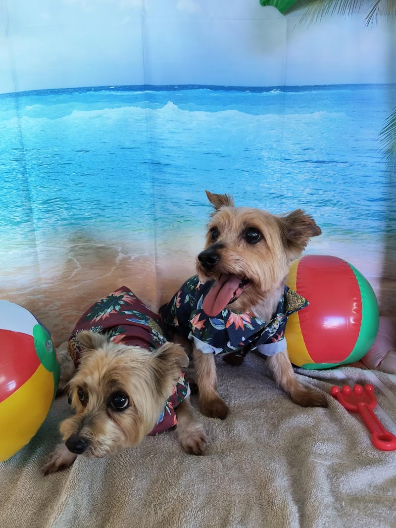Happy Tails Pet Grooming photo 3