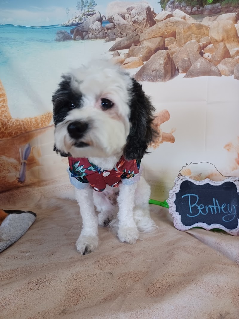 Happy Tails Pet Grooming photo 2