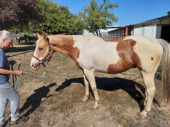 Horseplay Therapeutic Riding photo 2