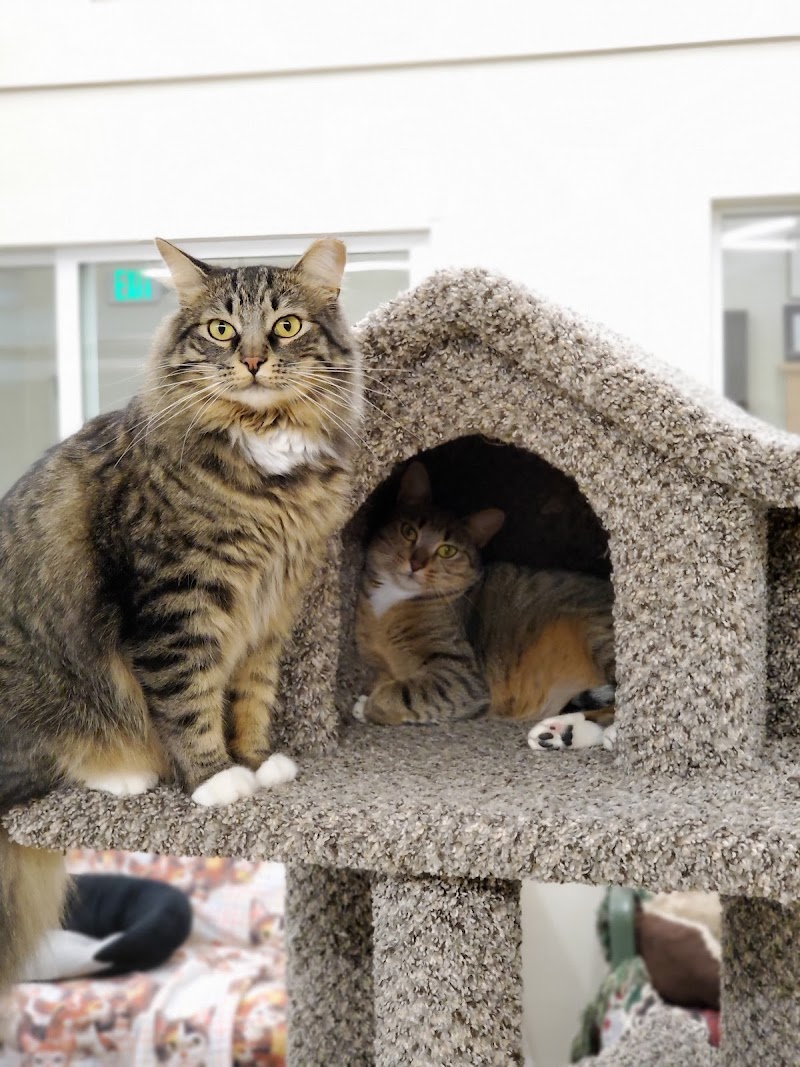 Homeless Cat Network photo 5