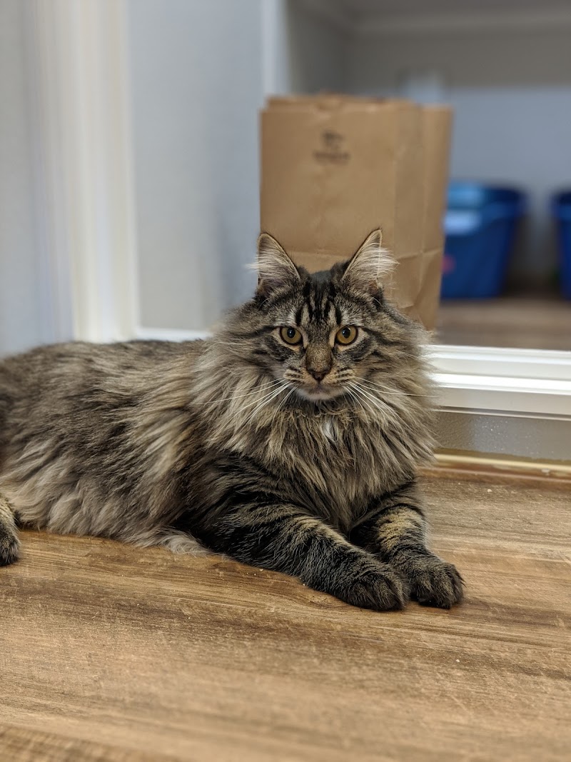 Homeless Cat Network photo 3