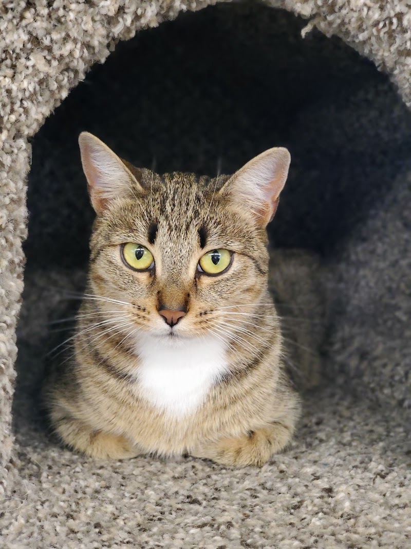 Homeless Cat Network photo 4