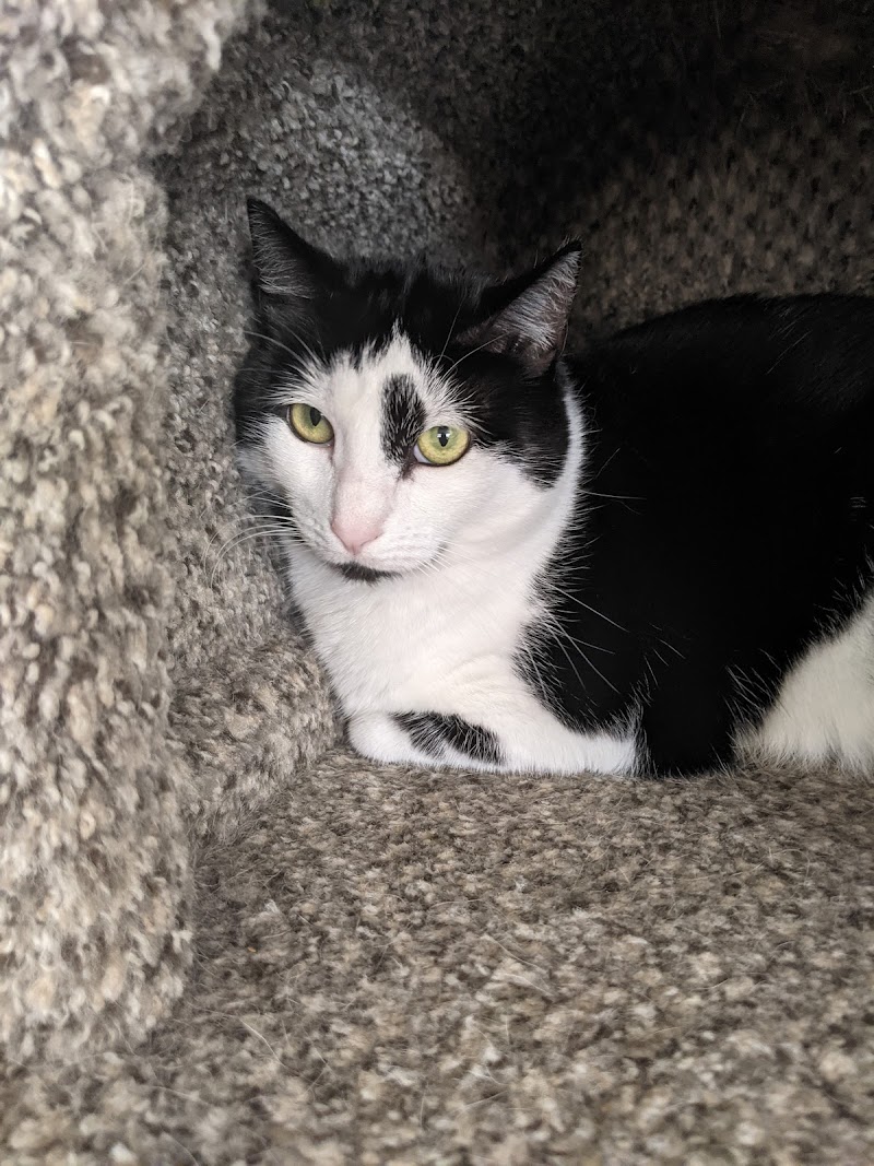 Homeless Cat Network photo 2