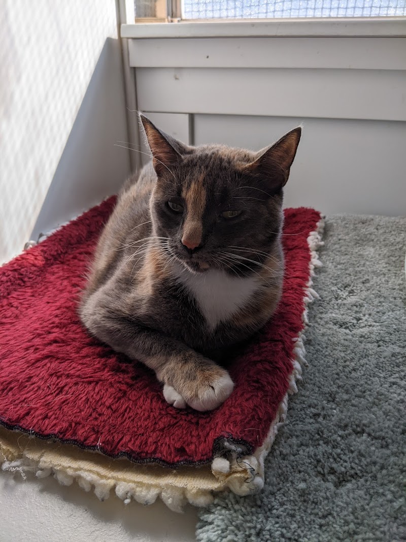 Photo of Homeless Cat Network