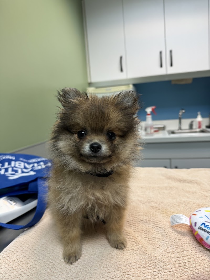 Analy Veterinary Hospital photo 3