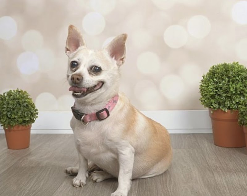 Lovet Pet Health Care - Madison photo 3