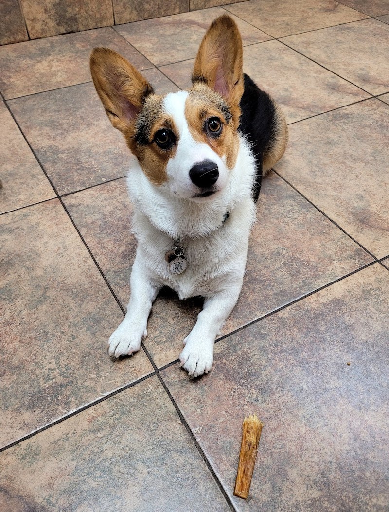 Lovet Pet Health Care - Madison photo 5