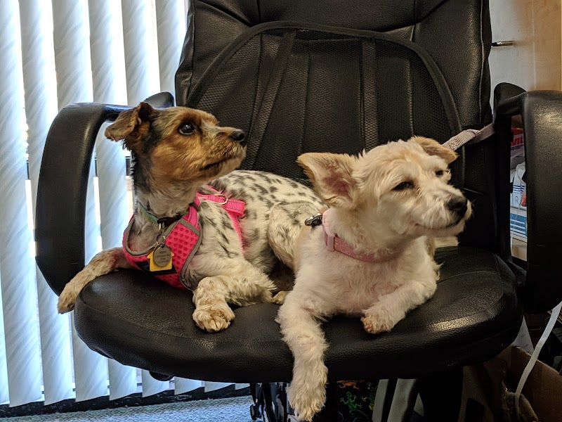 Evergreen Pet Clinic photo 4