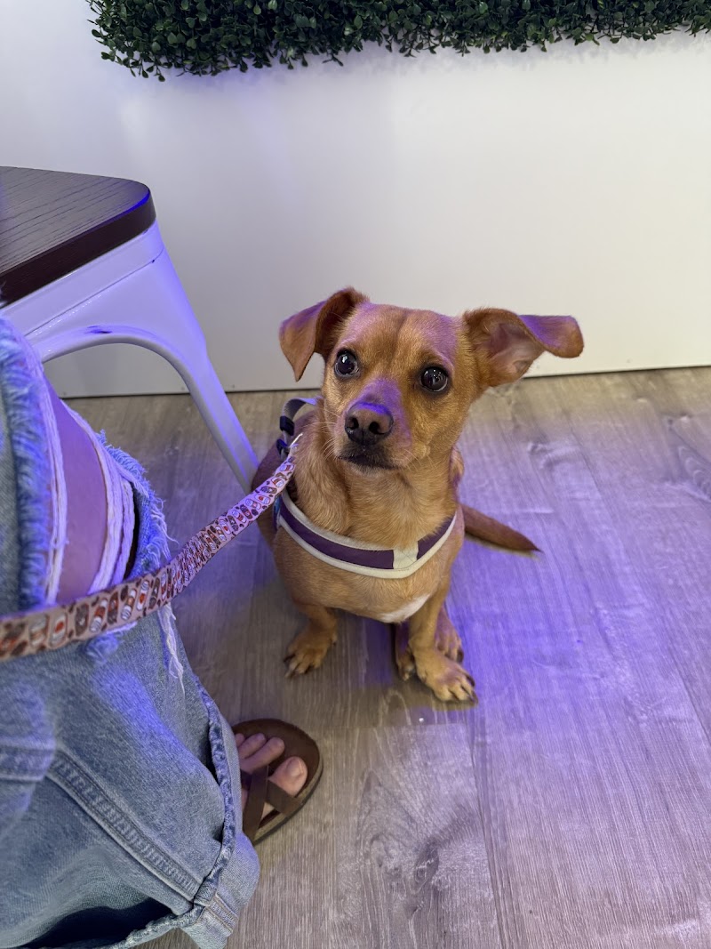 Ojala Family Pet Care photo 3