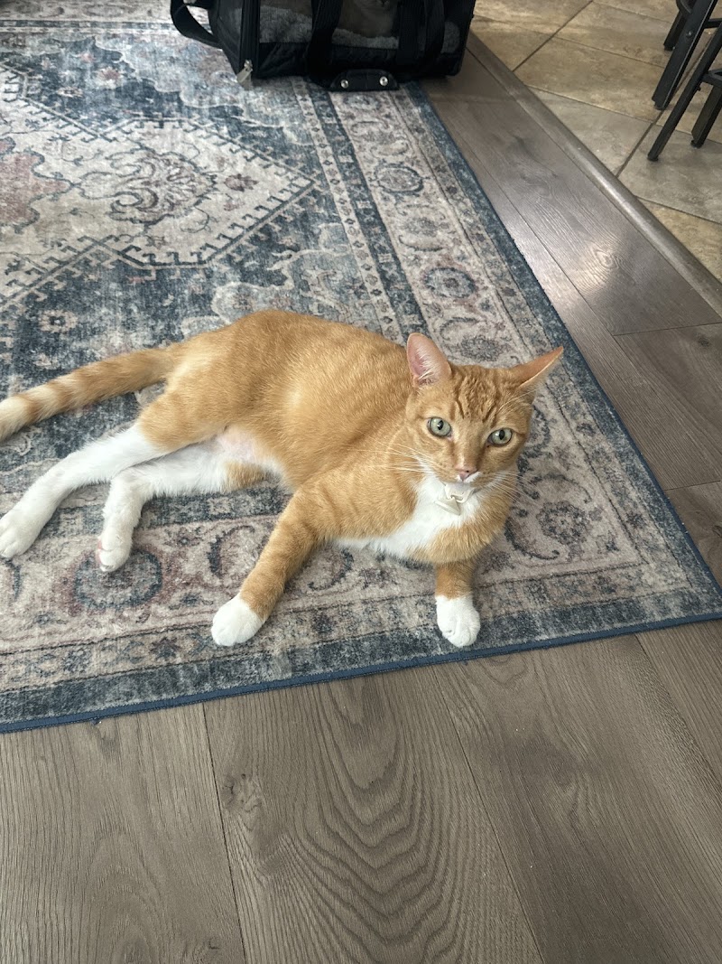 Ojala Family Pet Care photo 2