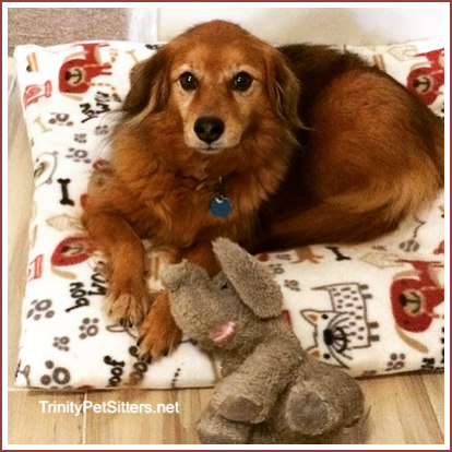 Trinity Pet Sitters LLC photo 5