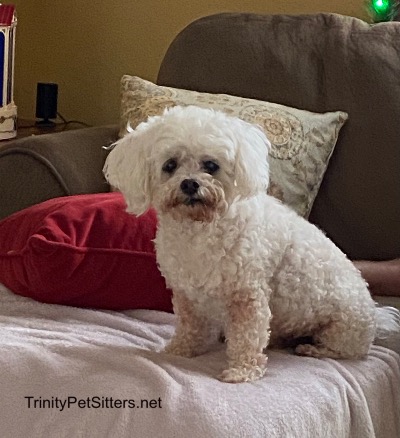 Trinity Pet Sitters LLC photo 4