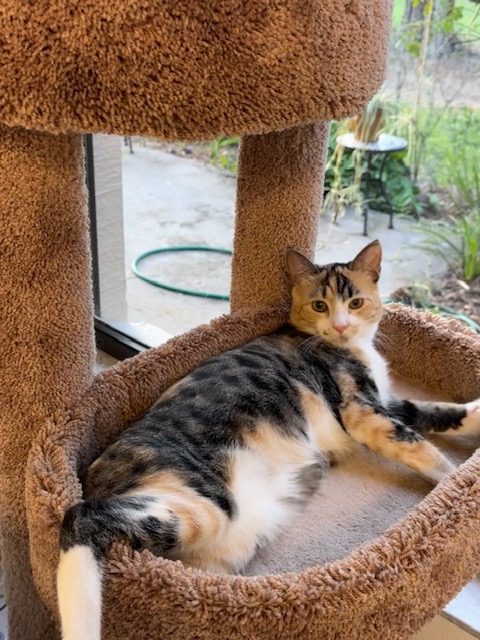 Trinity Pet Sitters LLC photo 3