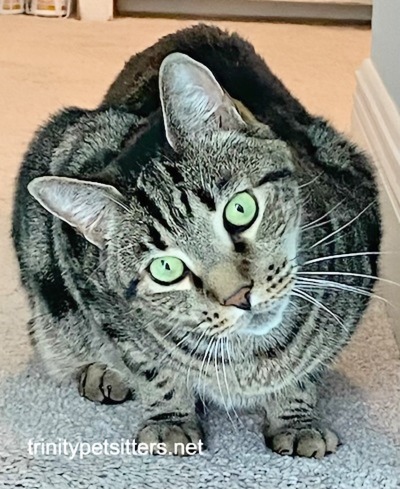 Photo of Trinity Pet Sitters LLC