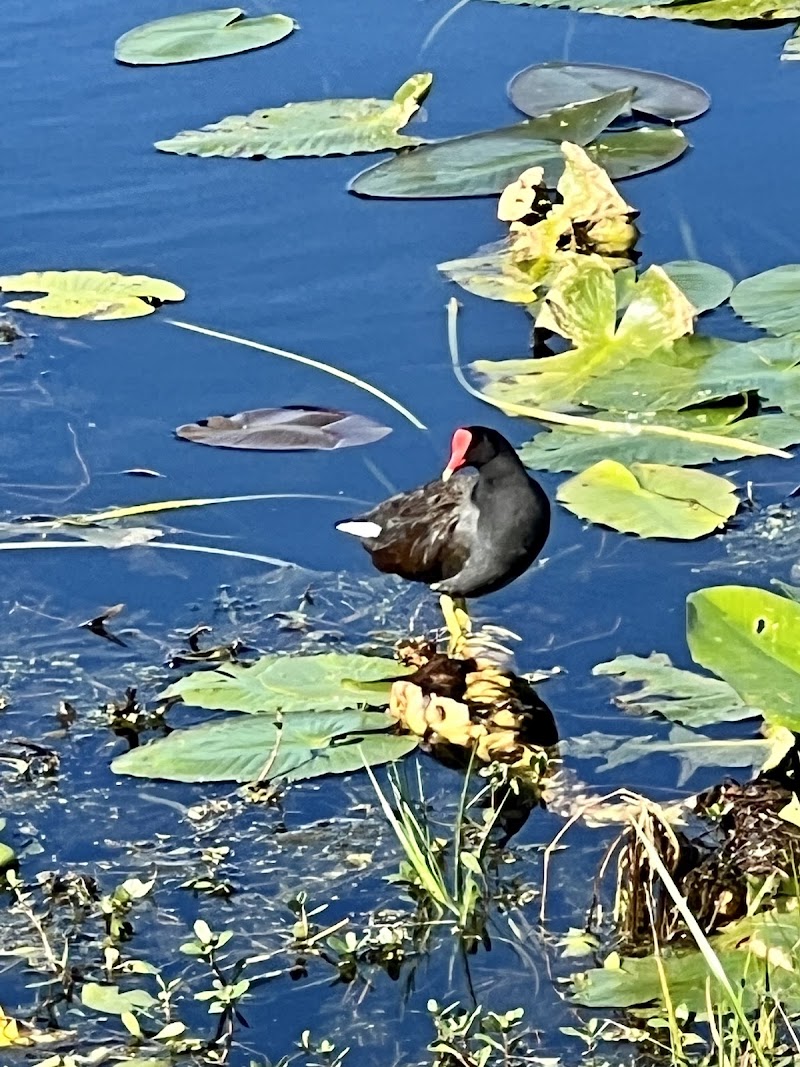 Walsingham Park photo 5