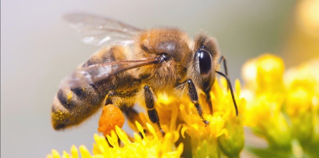Photo of ApriLLanceBees