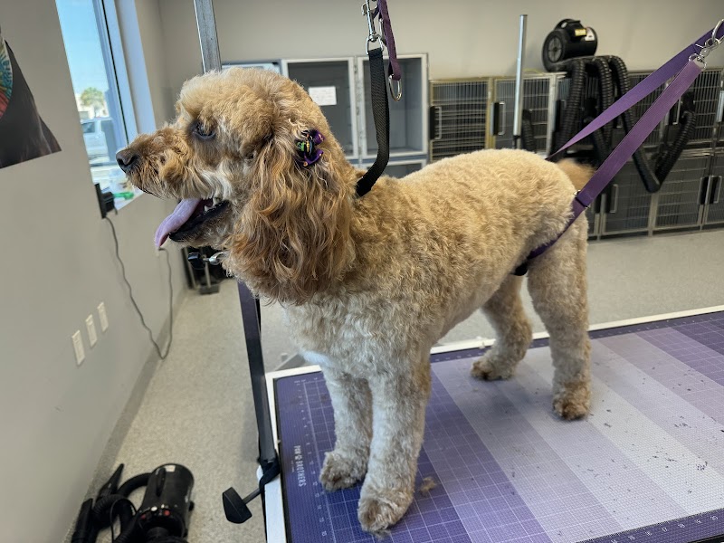 Fluffy Puppy Grooming photo 4